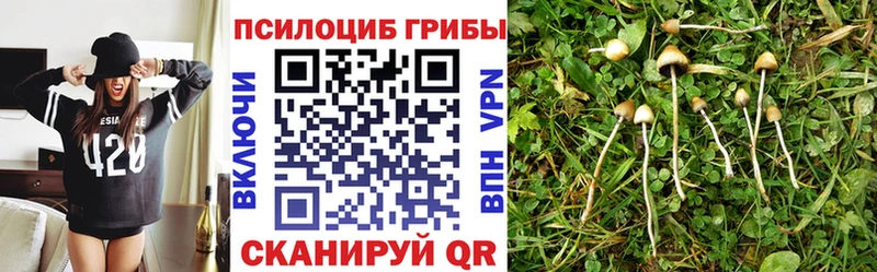 Псилоцибиновые грибы Cubensis  закладки  Юрьевец 